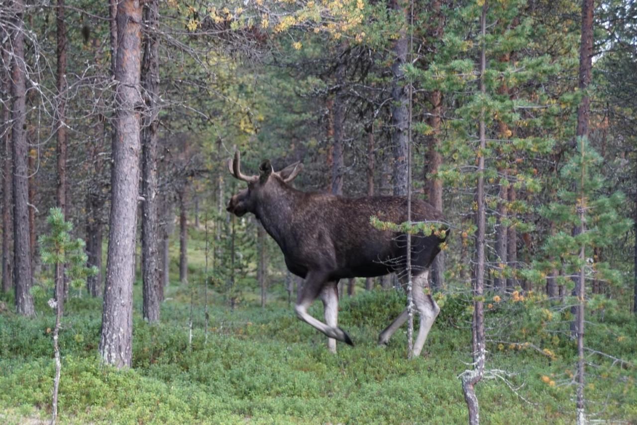 Шале Mökki - The White Blue Wilderness Lodge Инари-19